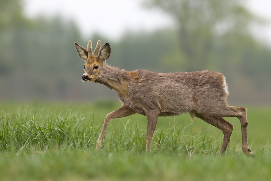 Dołączona grafika