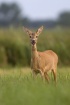 Letnia łąkowa codzienność, lisia wieczerza - jedna z ostanich przyniesiona jeszcze przez matkę, sarnie umizgi i wieczorne niebo zwiastujące chłodną noc ...