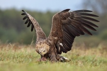 Konfrontacja "Dawida z Goliatem", oczywiście o charakterze ptasio-fotograficznym, plus krótka wizyta nad morzem. Innymi słowy, coś się kończy, coś zaczyna ...
