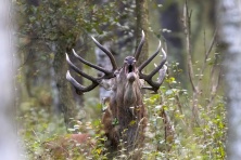 Kolejne rykowisko za pasem więc pora uzupełnić historę z porzedniego :) Chyba staje się to powoli tradycją w mojej fotograficznej przygodzie ... Tak czy siak zapraszam do oglądania.